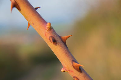 Close-up of bird flying