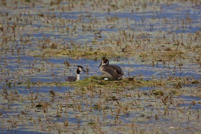 Ducks swimming in lake