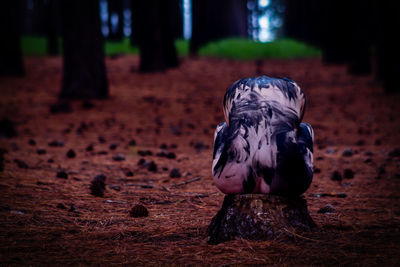 Naked woman covered with paint in forest