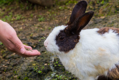 Close-up of hand holding dandelion