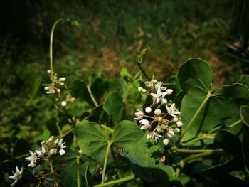 Close-up of white flowering plant