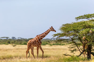 View of giraffe on field against sky