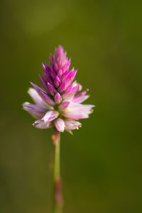 Close-up of pink flower blooming outdoors