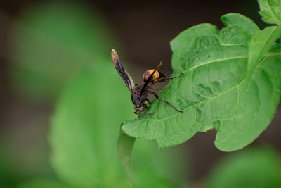 Close-up of insect on leaf