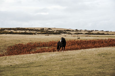 Full length of a horse on field