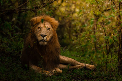 A gentle moment with a fierce lion, the king of his pride takes a few quiet moments alone.