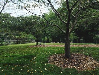 Trees in park