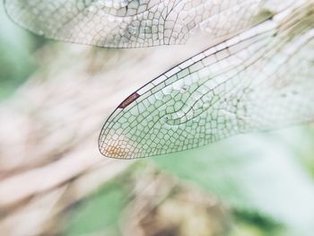 Close-up of damselfly on leaf
