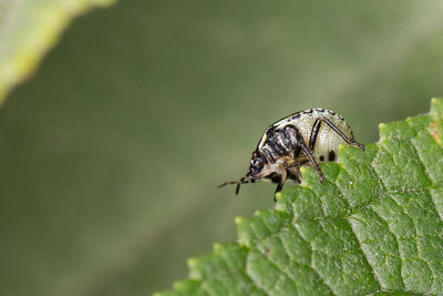 Close-up of insect on plant