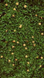 Full frame shot of fresh plants