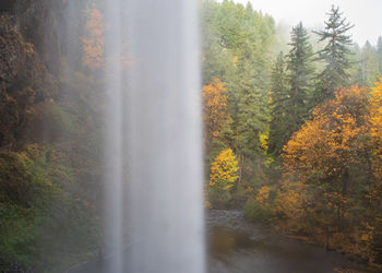 Scenic view of forest during autumn