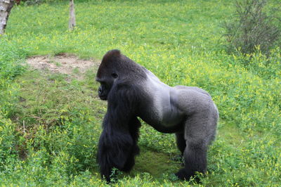 Monkey on field