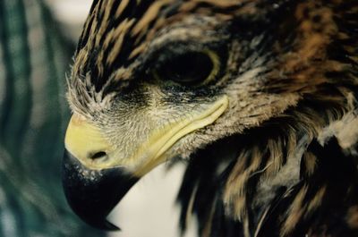 Close-up of owl