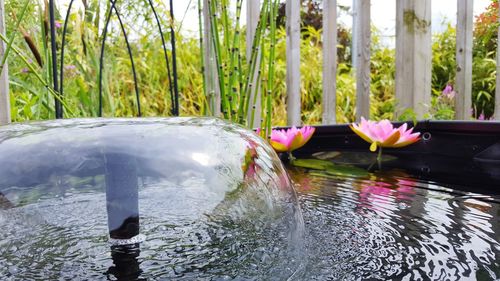 Lotus water lilies in fountain