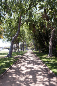 Trees in sunlight