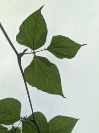 Low angle view of leaves against sky