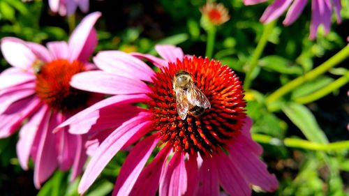 Close-up of bee pollinating on purple coneflower