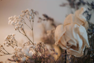Close-up of dried plant on field