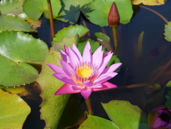 Close-up of water lily