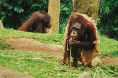 Monkeys in forest