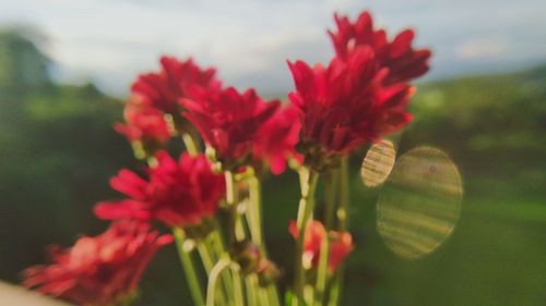 Close-up of red flowers blooming outdoors