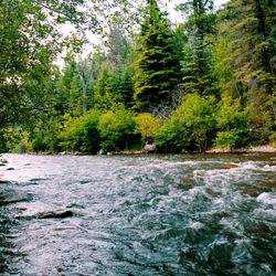 Scenic view of forest