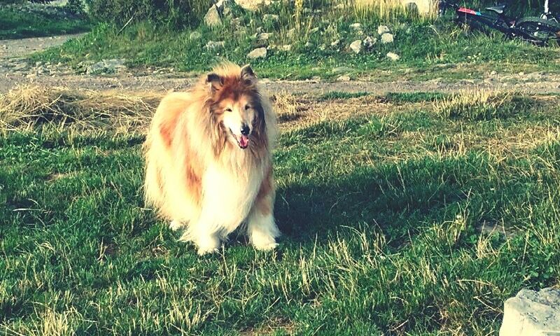 DOG IN GRASSY FIELD