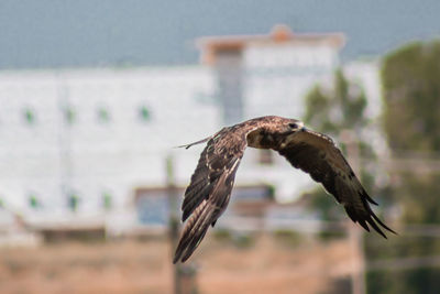 Close-up of eagle flying