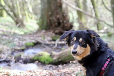 Dog looking away in forest
