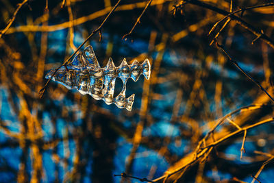 Close-up of frozen plant