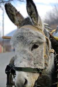 Close-up of horse