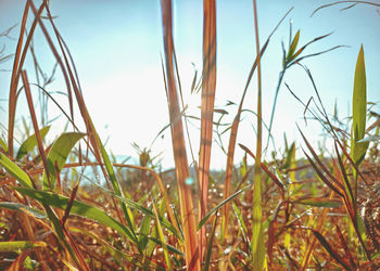 Close-up of grass on field against sky