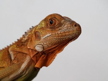 animal themes