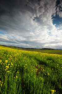 Scenic view of field against sky