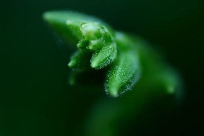 Close-up of plant against black background