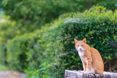 Portrait of a cat sitting on tree