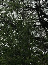 Low angle view of trees in forest