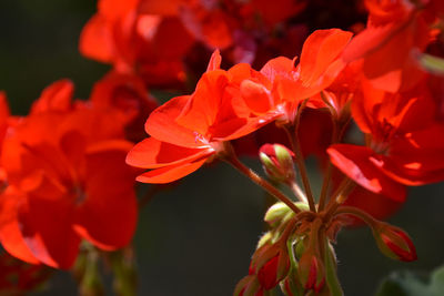 Close-up of red flowers