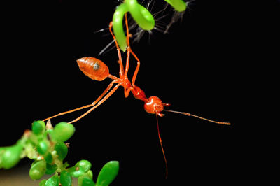 Close-up of red flowering plant against black background