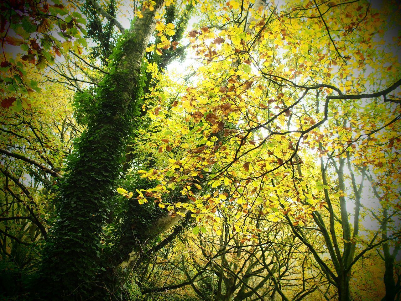 LOW ANGLE VIEW OF TREE DURING AUTUMN