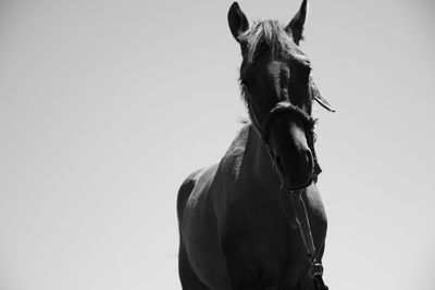 Low angle view of a horse