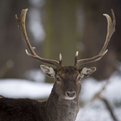 Close-up portrait of deer standing outdoors