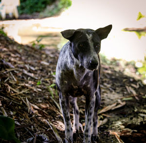 Portrait of black dog standing on field