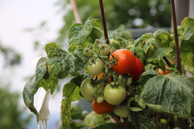 Close-up of fruits on tree