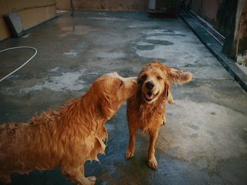 High angle view of golden retriever