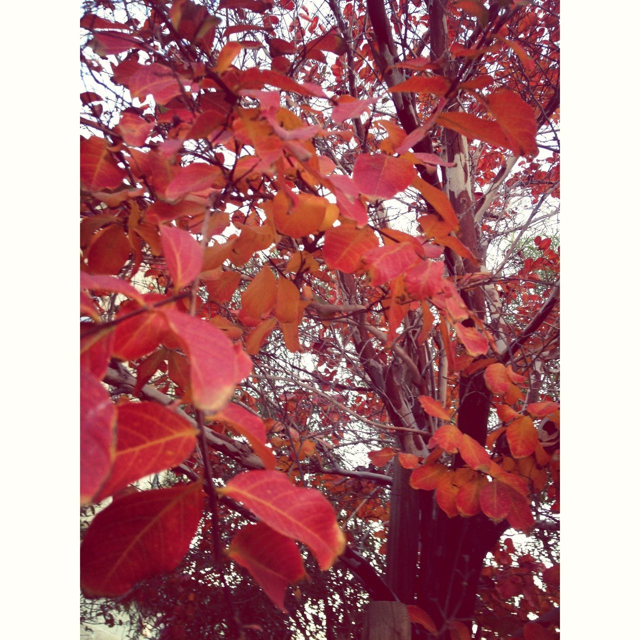 transfer print, low angle view, auto post production filter, red, leaf, tree, nature, autumn, growth, beauty in nature, season, change, close-up, branch, day, backgrounds, outdoors, no people, full frame, sky