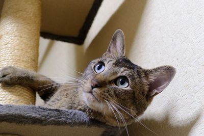 Low angle view of cat looking away