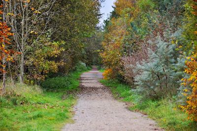 Dirt road amidst trees during autumn