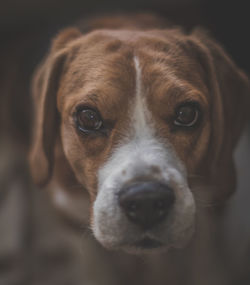 Close-up portrait of dog