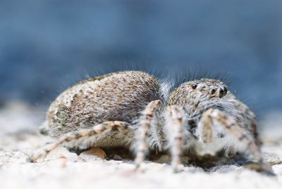 Close-up of jumping spider